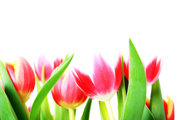 Tulpen