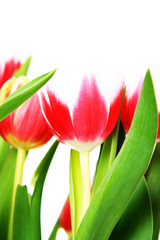 Fototapeta premium Tulpen