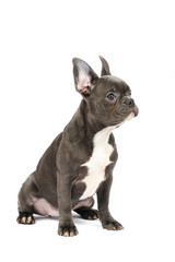 French bulldog puppy in studio on the white background