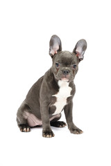 French bulldog puppy in studio on the white background