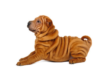 Shar pei puppy in studio on the white background