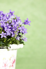 bluebells on green background