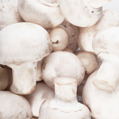 mushrooms as a background