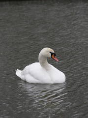 swan on chesterfield canal, worksop