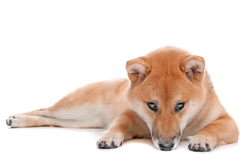 Shiba Inu dog in front of a white background