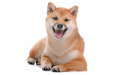 Shiba Inu dog in front of a white background