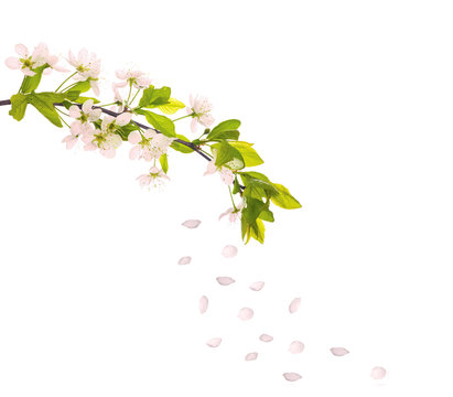 light pink cherry-tree petals and flowers