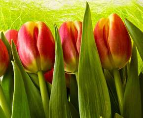 Fototapeta premium Tulip