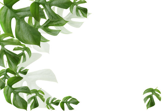 モンステラ柄 のストック写真 ロイヤリティフリーの画像 ベクター イラスト Adobe Stock