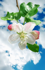 Apple flower on blue cloudy sky