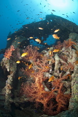 Naklejka na ściany i meble Kolorowa miękka wzrost koralowców na wrak podwodnego.