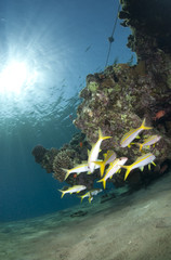Fototapeta na wymiar Small shoal of Yellowfin goatfish, schooling in shallow water.