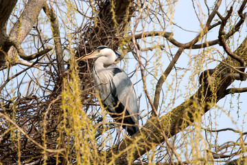 Grey heron in Weeping Willow tree
