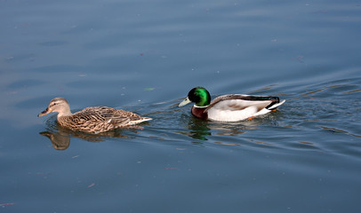 Mallards in the mating season