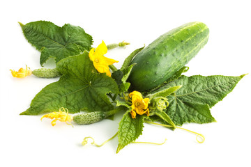 The cucumber white flowers