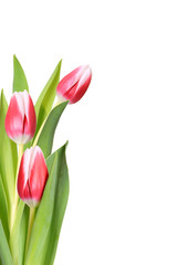 Tulpen