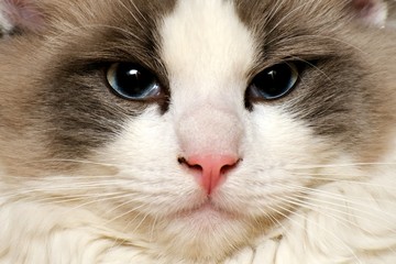 cat © maciejr23