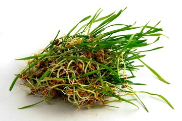 green sprouts of wheat seeds