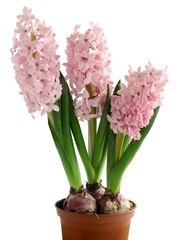 pink hyacinths