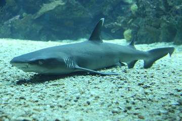 Requin