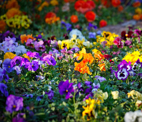 Fototapeta premium Multicolored violet flowers
