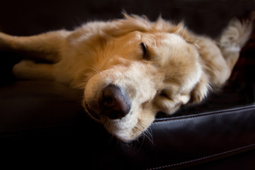 Sleepy Golden