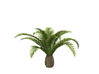 Palms isolated on white background