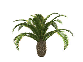Palms isolated on white background