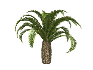 Palms isolated on white background