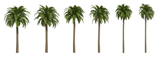Palms isolated on white background