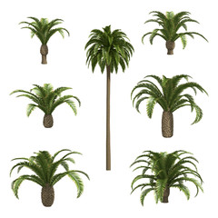 Palms isolated on white background
