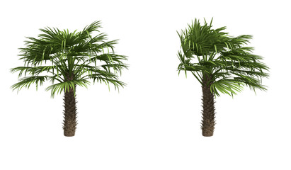 Palms isolated on white background