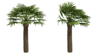 Palms isolated on white background