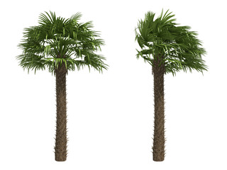 Palms isolated on white background