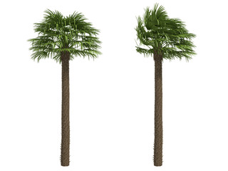 Palms isolated on white background