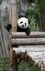 panda