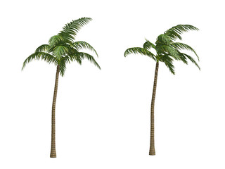 Palms isolated on white background