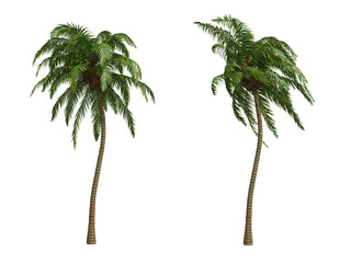 Palms isolated on white background