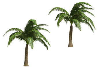 Palms isolated on white background