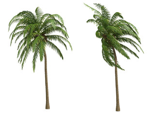 Palms isolated on white background