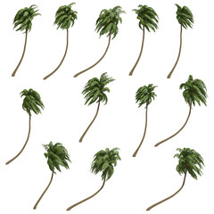 Palms isolated on white background