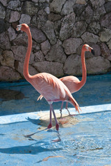 flamingo
