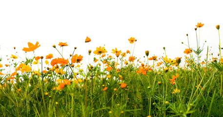 Naklejka premium Forest of orange flowers