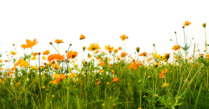 Forest of orange flowers © ilolab
