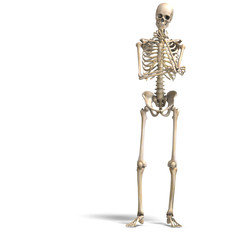 anatomical correct male skeleton. 3D rendering with clipping