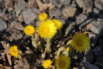 Yellow flowers on stones