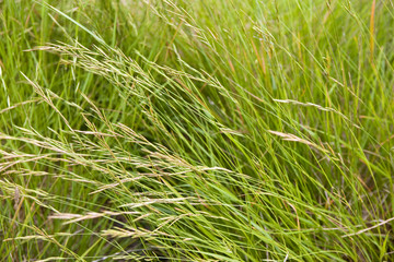 printemps été herbe nature campagne vacances verdure vert
