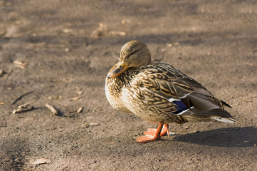 Mallard, Mallard duck - Anas platyrhynchos