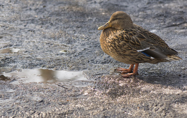 Mallard, Mallard duck - Anas platyrhynchos