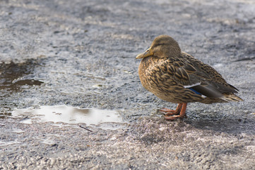 Mallard, Mallard duck - Anas platyrhynchos